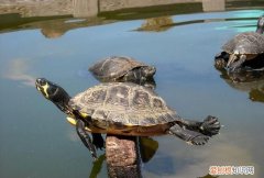乌龟属于哪类动物，乌龟是真正的陆生 动物为什么还要在水中生活