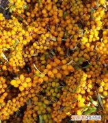 沙棘果可以泡酒喝吗