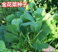 南瓜含淀粉很多，什么蔬菜含黄花草油酸