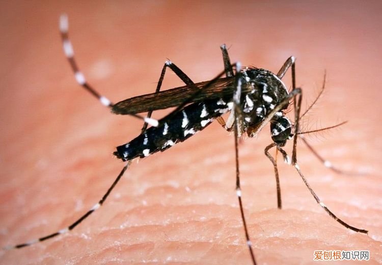 蚊子属于什么类动物,哪些蚊子是国家一级保护动物