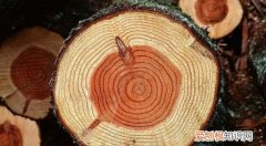 木材密度，木材的表观密度平均约为多少