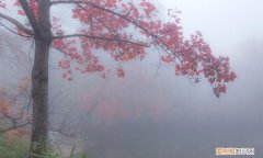 有泉伏不见,作泠泠琴筑声怎样表现天平山的美