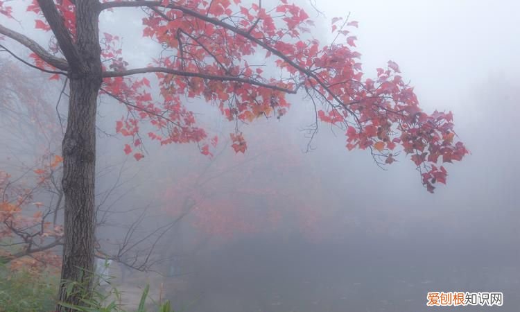 有泉伏不见,作泠泠琴筑声怎样表现天平山的美