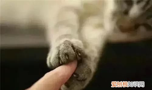 qq等级黄钻高还是蓝钻高 qq黄钻的等级有什么区别