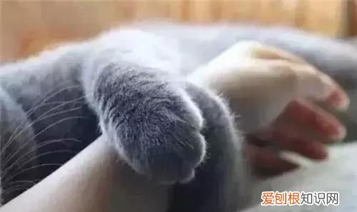 qq等级黄钻高还是蓝钻高 qq黄钻的等级有什么区别