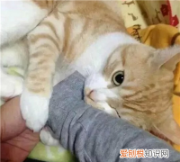 qq等级黄钻高还是蓝钻高 qq黄钻的等级有什么区别