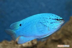 常见的半宝石有哪些，常见的蓝色东西有哪些