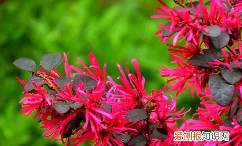 红花继木移栽容易活，红花继木栽种需要注意什么事项