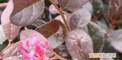 红花继木移栽容易活，红花继木栽种需要注意什么事项