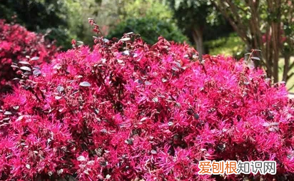 红花继木移栽容易活，红花继木栽种需要注意什么事项