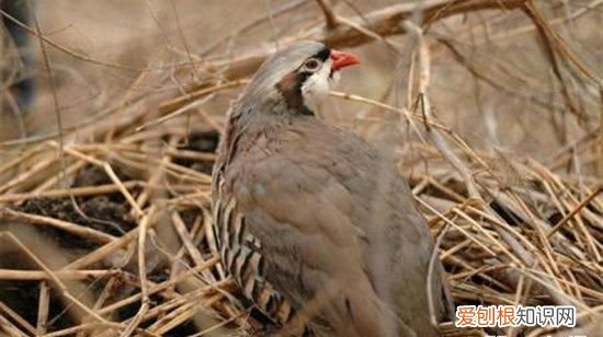 鹧鸪怎么读，鹧鸪怎么念？