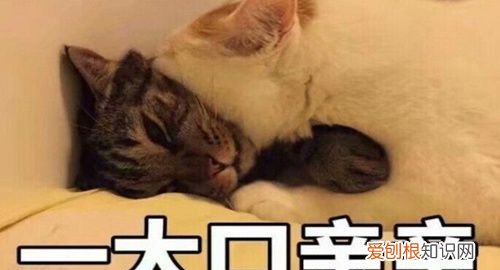 臭宝是什么意思，网络用语臭宝什么意思