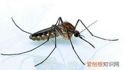 蚊子怕什么颜色的灯光