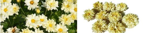 甘菊花与菊花的区别