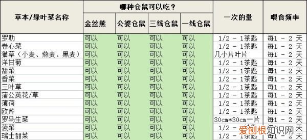 仓鼠吃什么水果,仓鼠可以吃什么水果