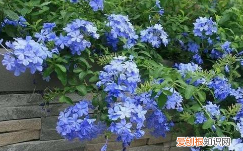 蓝色的小花是什么花，蓝色的花有哪些及花名图片