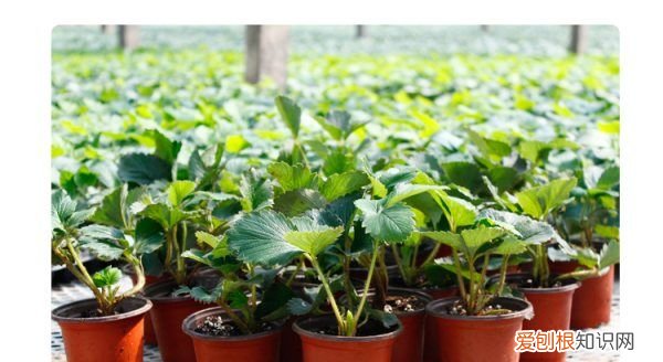 草莓浇水周期是多久，盆栽草莓苗的种植方法及注意事项