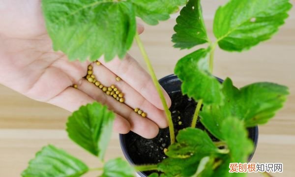草莓浇水周期是多久，盆栽草莓苗的种植方法及注意事项