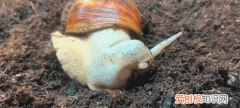 蜗牛是蛋生的吗，非洲大蜗牛是蛋生的