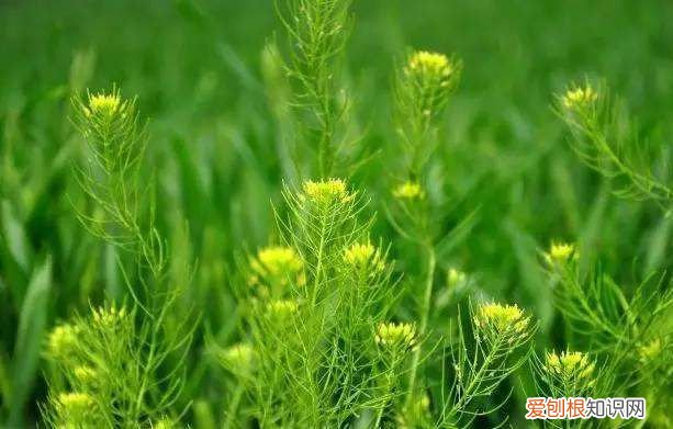 麦蒿油有卖,麦蒿种子榨的油功效与禁忌