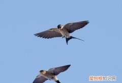 燕子归来什么意思，燕子秋天从什么方飞到什么方