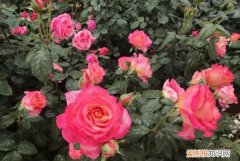 月季花叶子发黄是什么原因，月季叶子发黄掉落是什么原因