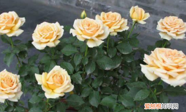 月季花叶子发黄是什么原因，月季叶子发黄掉落是什么原因