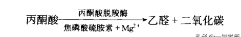 小曲酒发酵过程中主要有哪些微生物和酶参与发酵