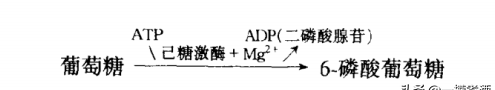 小曲酒发酵过程中主要有哪些微生物和酶参与发酵