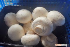 长蘑菇叫什么名字，一堆一堆长白色的蘑菇叫什么