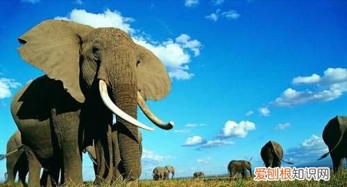 大象的生活方式和特点