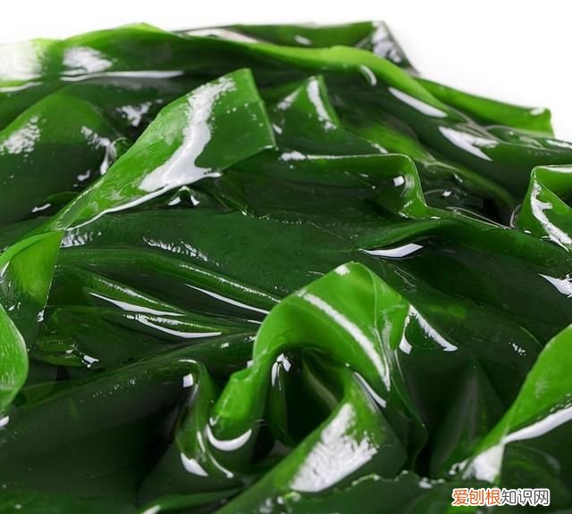 海白菜是什么菜，裙菜是什么菜 图片