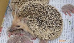 刺猬可以吃么，今天我捡到了刺猬刺猬能不能吃它是不是保护动物呢可以杀生