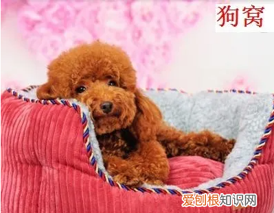 怎么用旧衣服给狗狗做一个窝，旧衣服自制狗窝教程简单可挡风