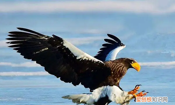 鹰怎么画，老鹰怎么画霸气