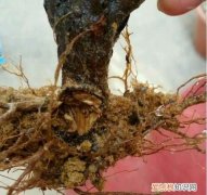 杜鹃根怎么处理，杜鹃根不煮怎么处理