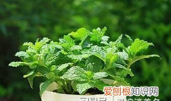 经常闻薄荷味有危害吗，喜欢闻薄荷油的味道是怎么回事
