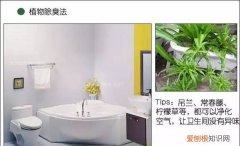 厕所除味放什么东西，卫生间有霉味用什么办法清除比较好