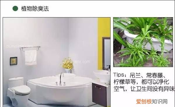 厕所除味放什么东西，卫生间有霉味用什么办法清除比较好