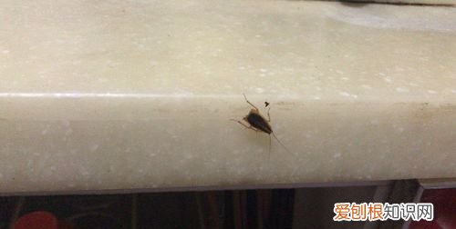 家里为什么会出现蟑螂,为什么家中突然成群的出现蟑螂