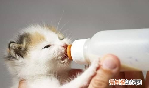 猫疱疹病毒怎么治，猫疱疹病毒是什么引起的