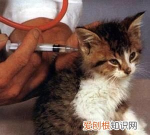 猫疱疹病毒怎么治，猫疱疹病毒是什么引起的
