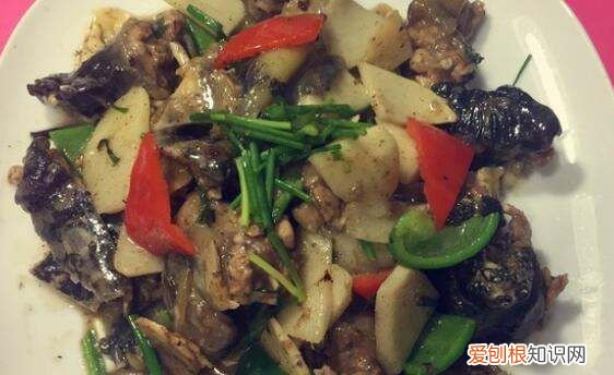 鳖的做法及吃法，鳖怎么做汤好吃的视频