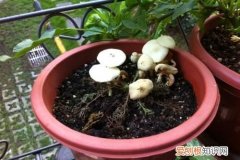 家里长蘑菇要怎么处理，家里墙上长蘑菇有什么寓意