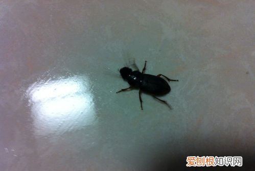 厨房小虫子特别特别小怎么消灭