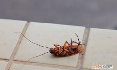 家里有蟑螂怎么处理