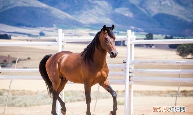 为什么三年不吃马肉,为何我国不吃马肉