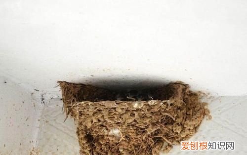 家里的燕子窝能拆掉吗