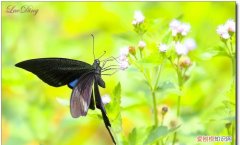 山蝶的寓意，我姓李丰字辈请大师们给我取个能大展宏图的名字