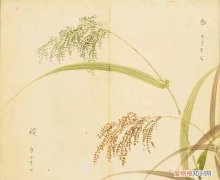 黍怎么读，柴门寂寂黍饭馨的馨怎么念xing